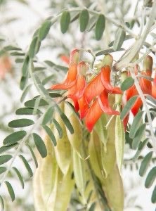 Cancer bush 100grams