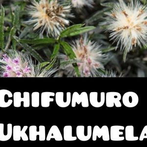 Chifumuro/Calimela  Powder (120 grams)