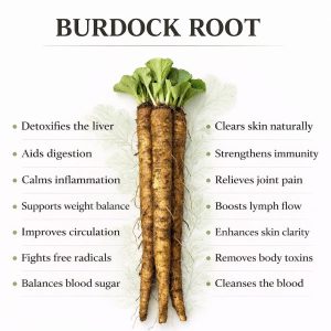 BURDOCK ROOT (150 grams)