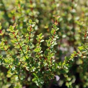 Resurrection plant (umfavuka/Mufandichimuka)