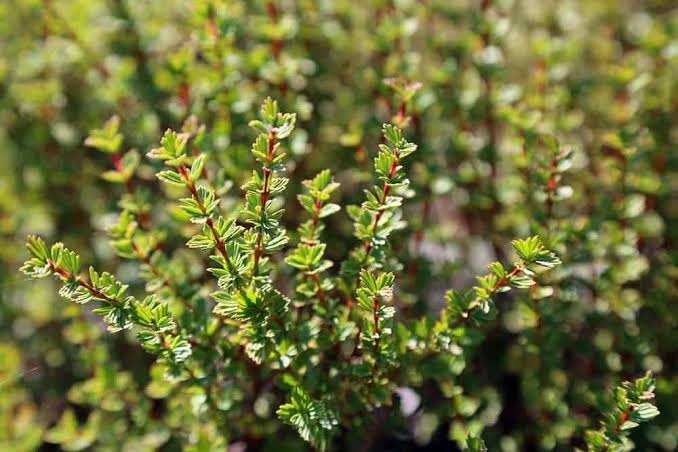 Resurrection plant (umfavuka/Mufandichimuka) - Image 6
