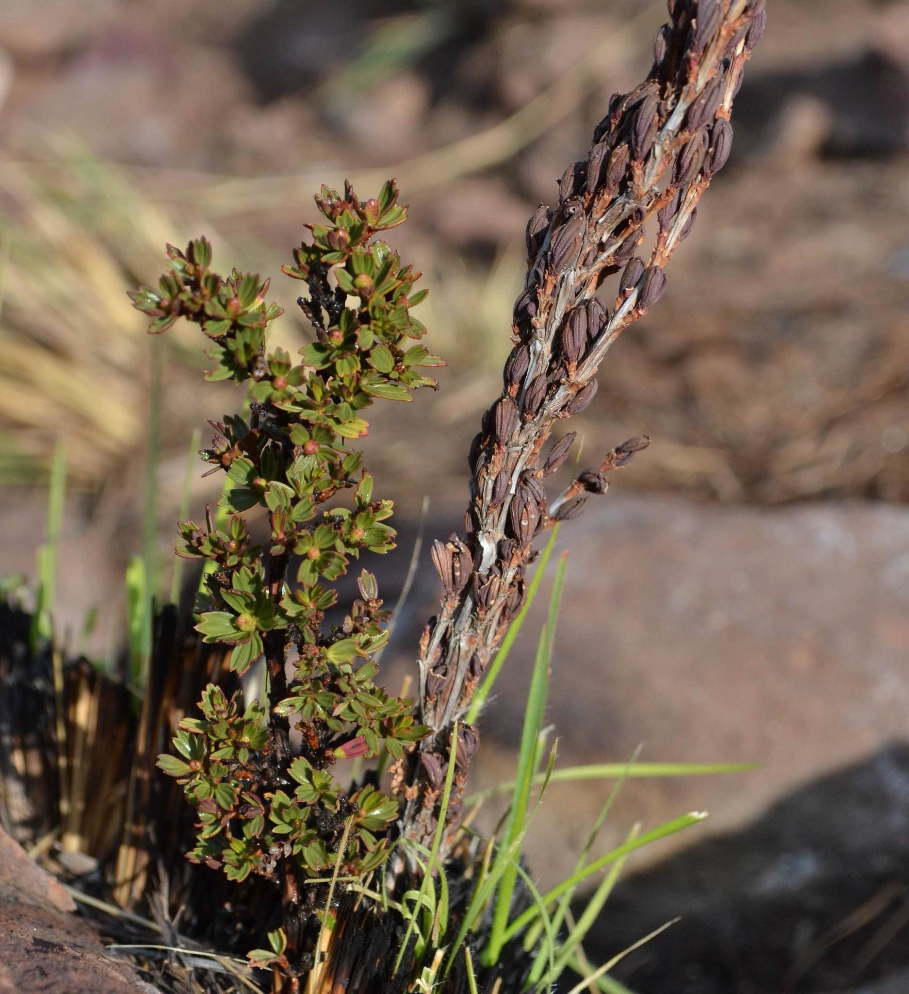 Resurrection plant (umfavuka/Mufandichimuka) - Image 4