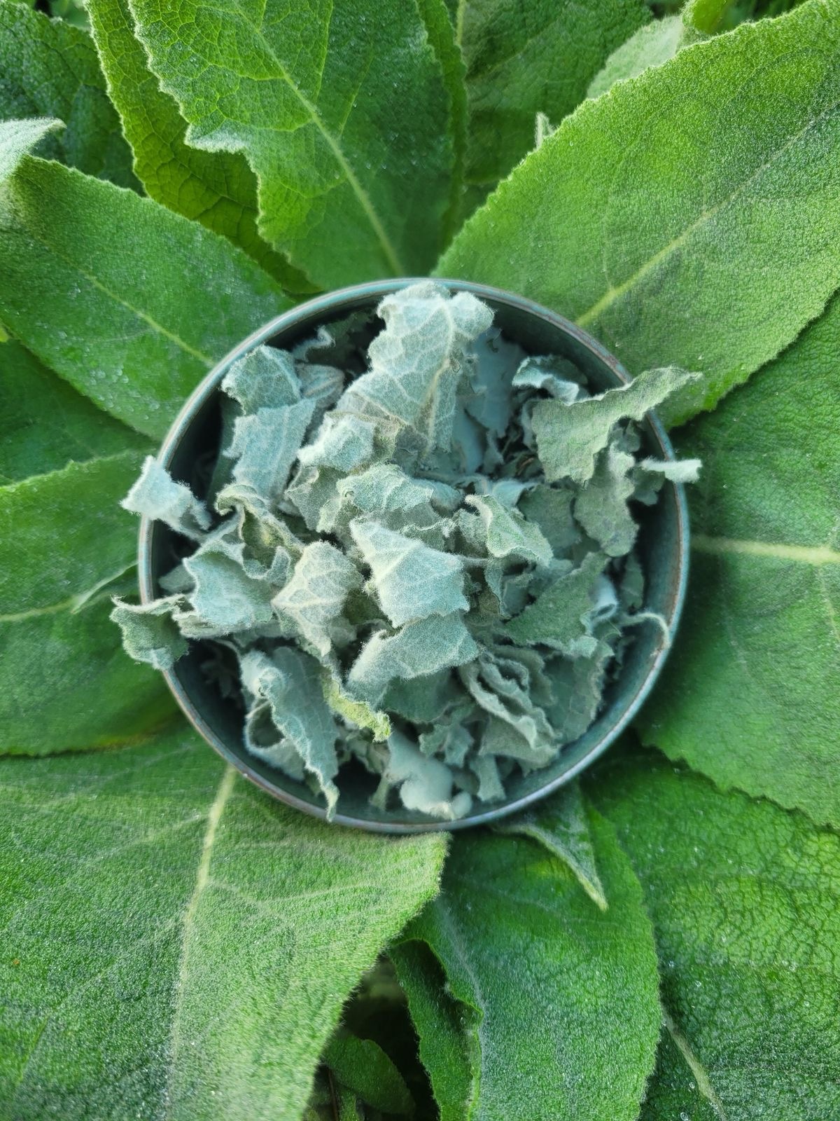 Mullien leaf 100 grams - Image 2