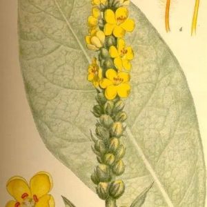 Mullien leaf (50 grams)