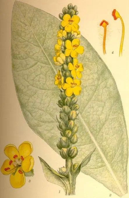Mullien leaf (50 grams)