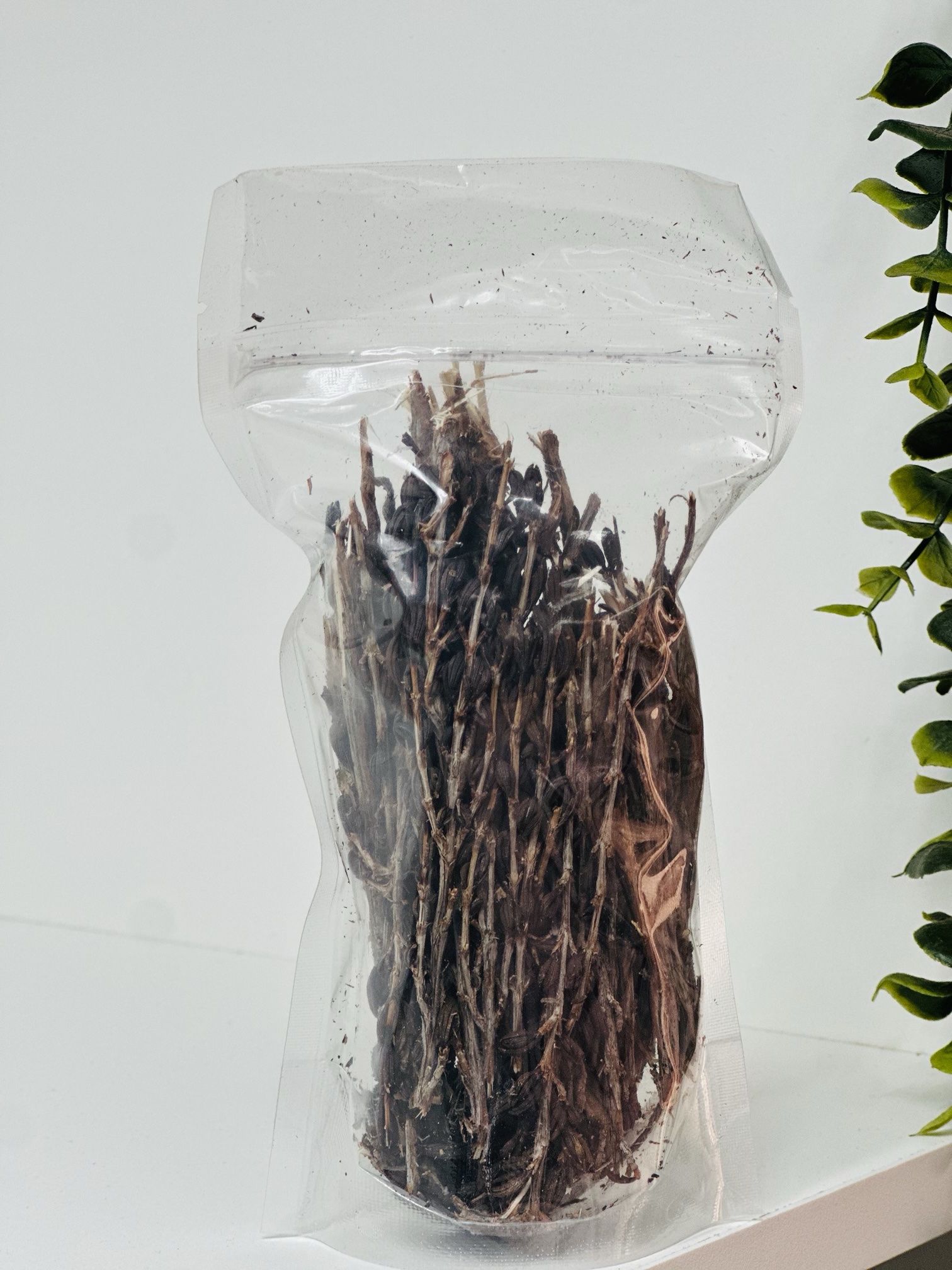 Resurrection plant (umfavuka/Mufandichimuka)