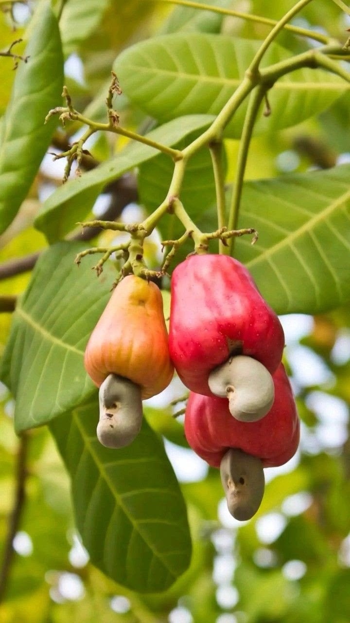 Cashew nuts 100 grams - Image 5